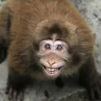 嘻哈猴图片大全可爱_嘻哈猴表情下载_嘻哈猴动态表情
