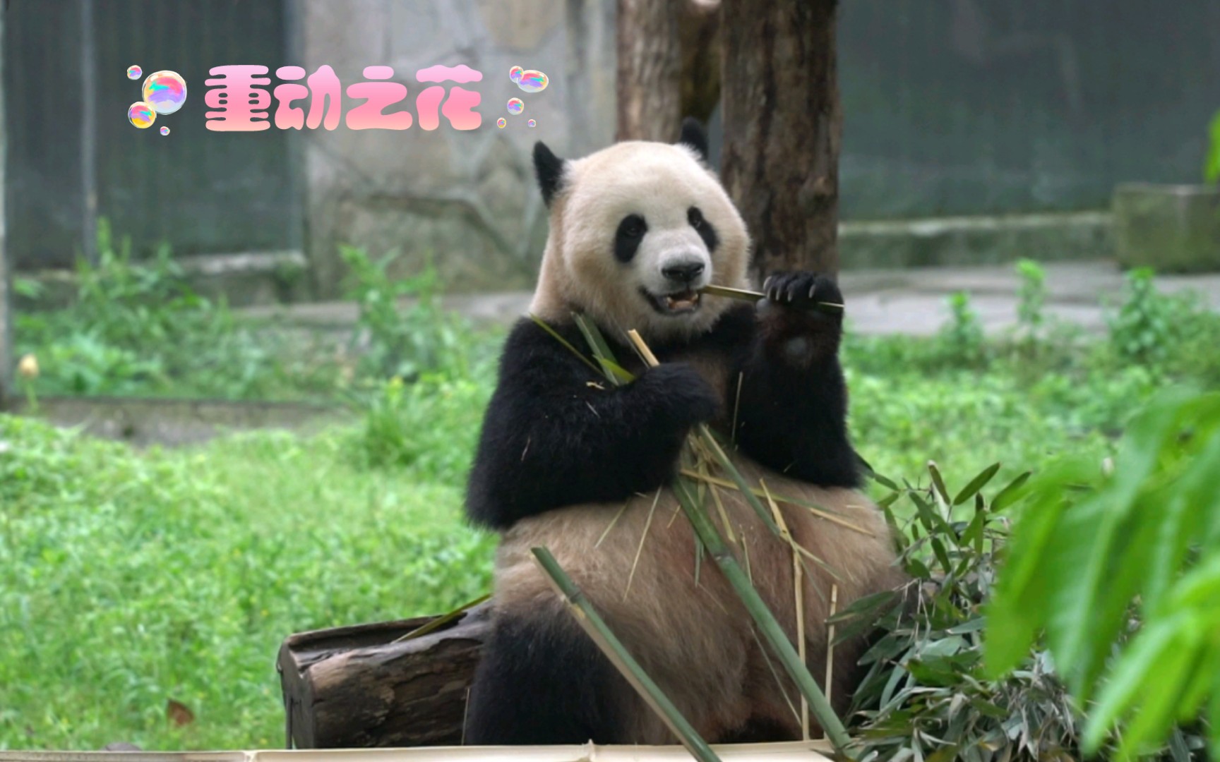 熊猫娃娃炫舞中心官网_熊猫娃娃炫舞中文版下载_炫舞中熊猫娃娃在哪
