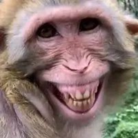 嘻哈猴表情下载_嘻哈猴图片大全可爱_嘻哈猴动态表情