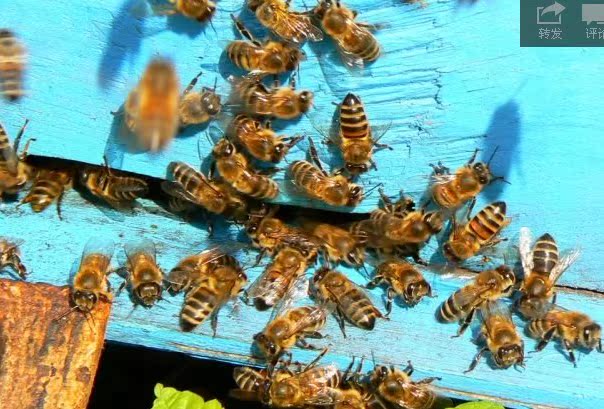 蜜蜂三郎_蜜蜂外号为什么是拼命三郎_三蜜蜂蜂后