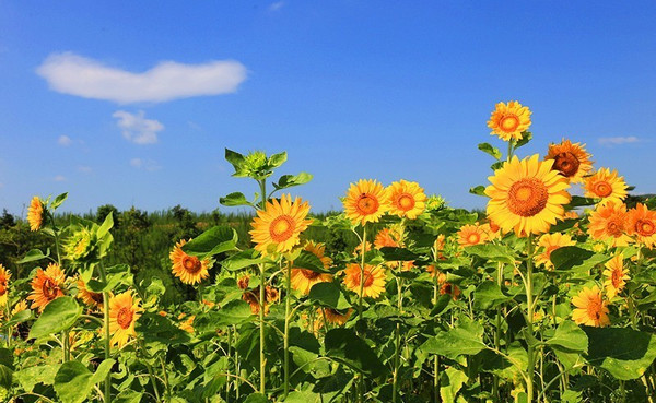 来临夏季繁花似锦的句子_繁花似锦可以形容夏天吗_繁花似锦的夏季来临