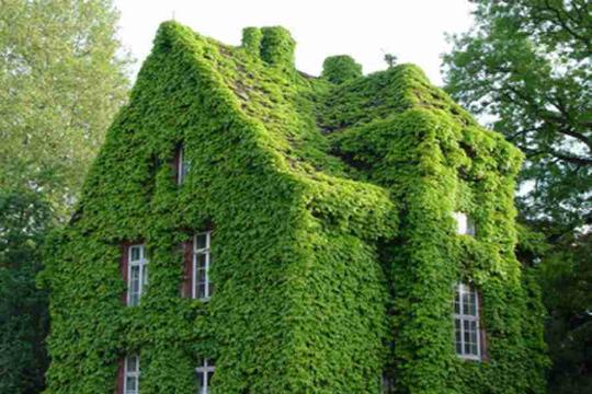 绿房子攻略_绿房子书籍_绿房子讲的是什么