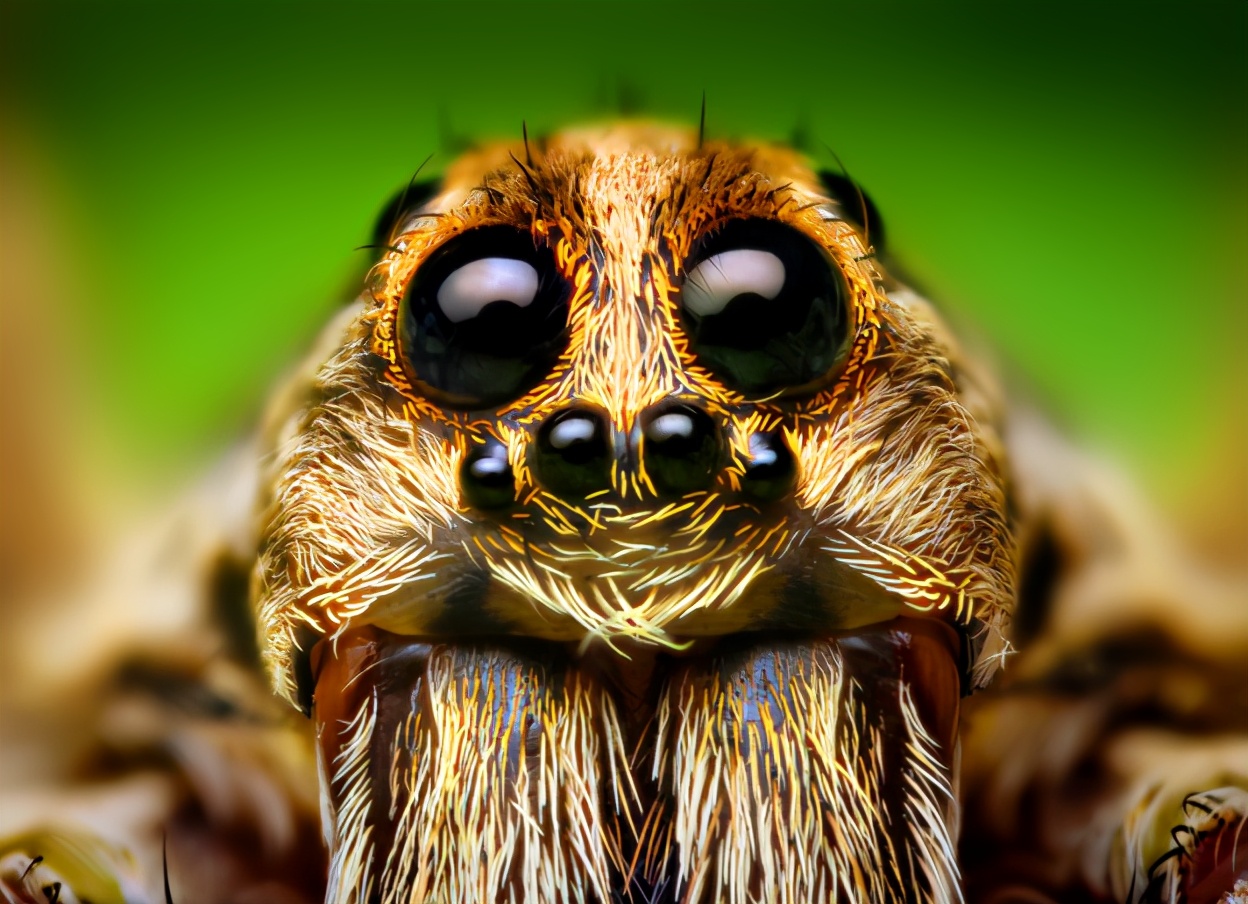 【魔法游戏大揭秘】巫师2：蟹蜘蛛的眼睛，究竟有何魔力？