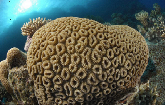 珊瑚虫虫_珊瑚虫qq显ip版_珊瑚虫珊瑚