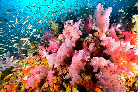 珊瑚大揭秘：海底生灵的美丽家园