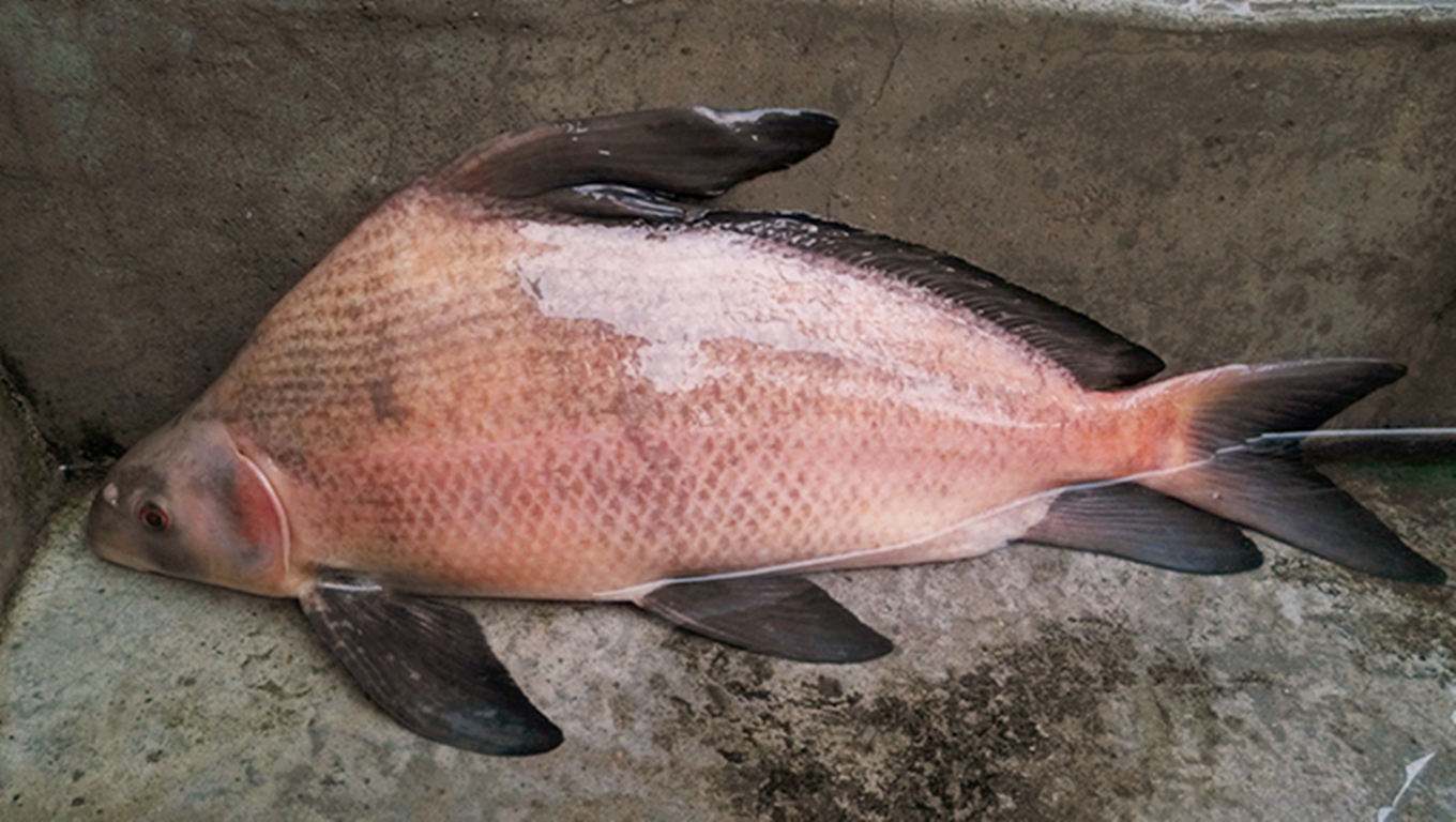 亚口鱼群：微型水族馆的神秘世界