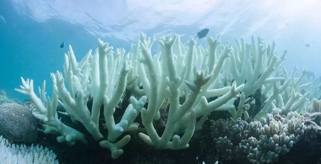 深海珊瑚：鬼斧神工的色彩世界