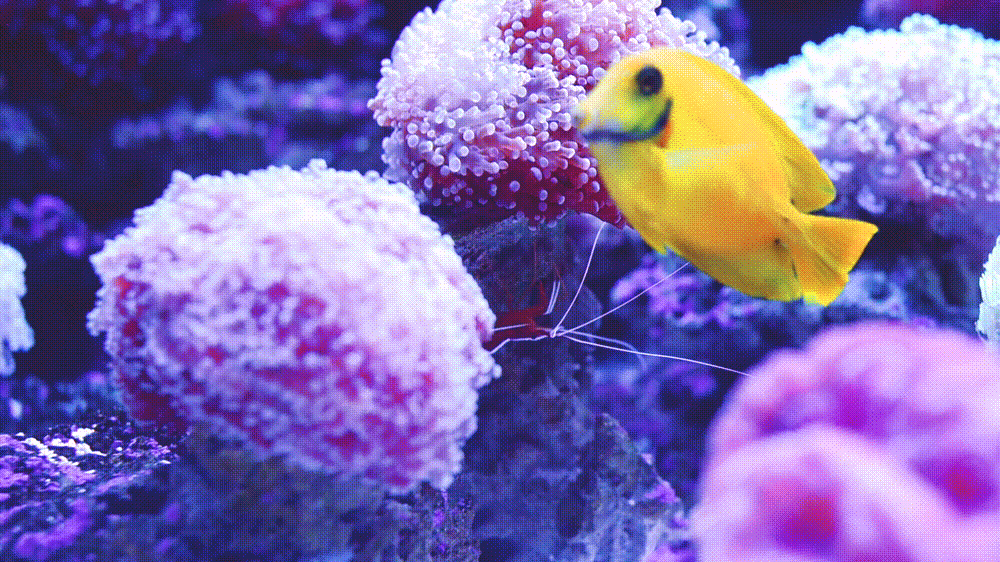 珊瑚虫版提示音_珊瑚虫版球球_珊瑚虫版qq