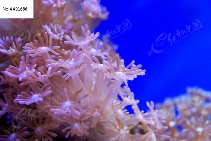 珊瑚虫有什么用_播放珊瑚虫的照片_qq珊瑚虫下载