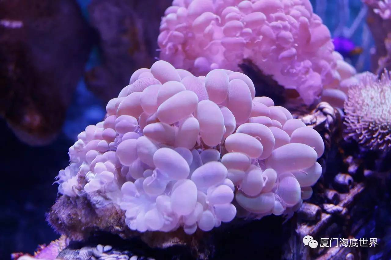 珊瑚虫有什么用_qq珊瑚虫下载_播放珊瑚虫的照片