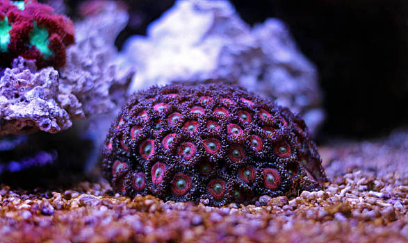 珊瑚虫QQ：神秘起源、奇葩功能、鬼畜表情包全揭秘