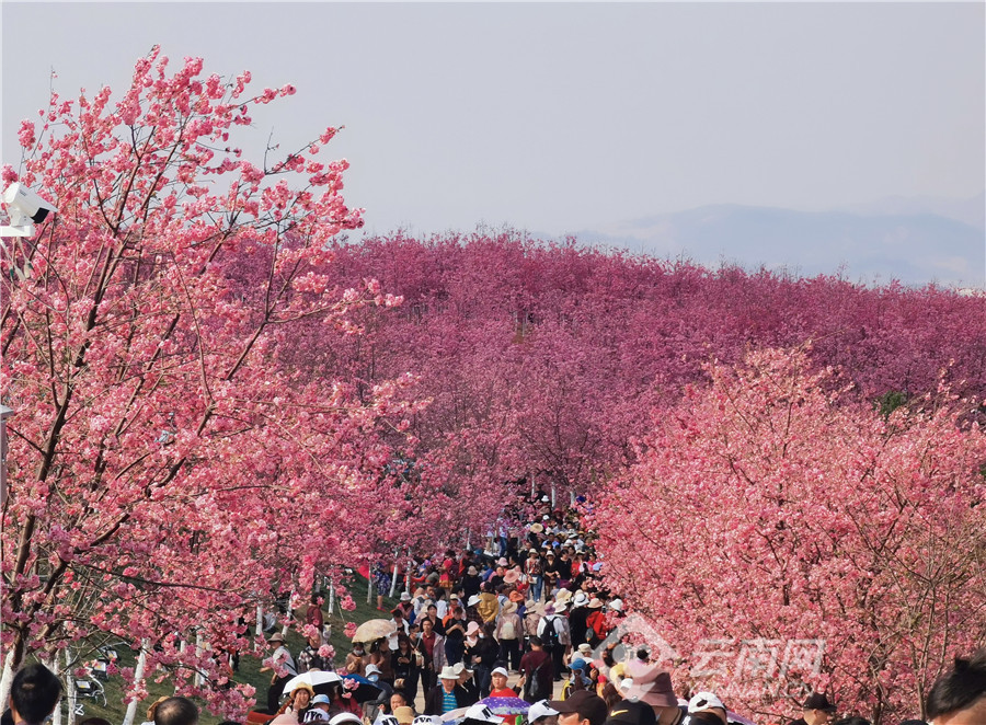 奈叶小站 奈叶小驿：花海、美食、刺激游乐，全家欢乐之选