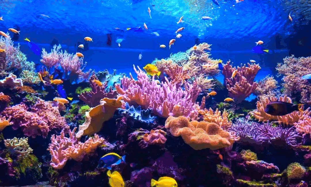 水族箱壁纸图片_水族箱屏保_水族箱屏保