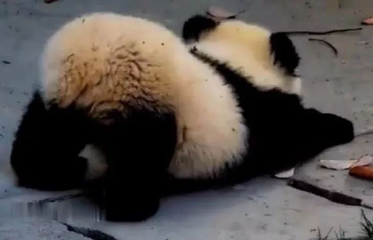 熊猫人蜜桃片：神秘智慧之果，口感绝伦，富含多重营养