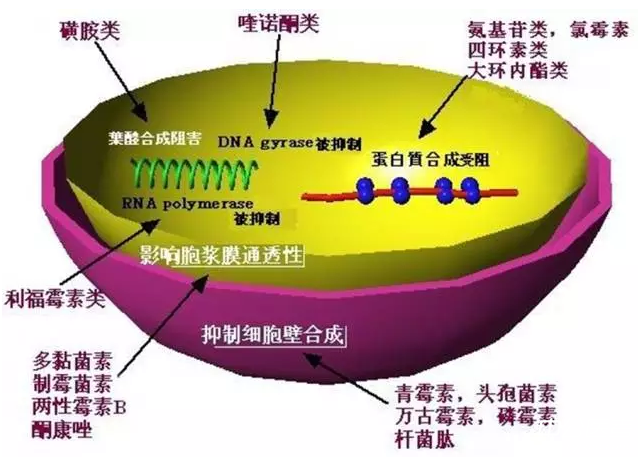 血蓟瘾君子桥的末端_魔兽世界怀旧服血蓟瘾君子_血蓟瘾君子