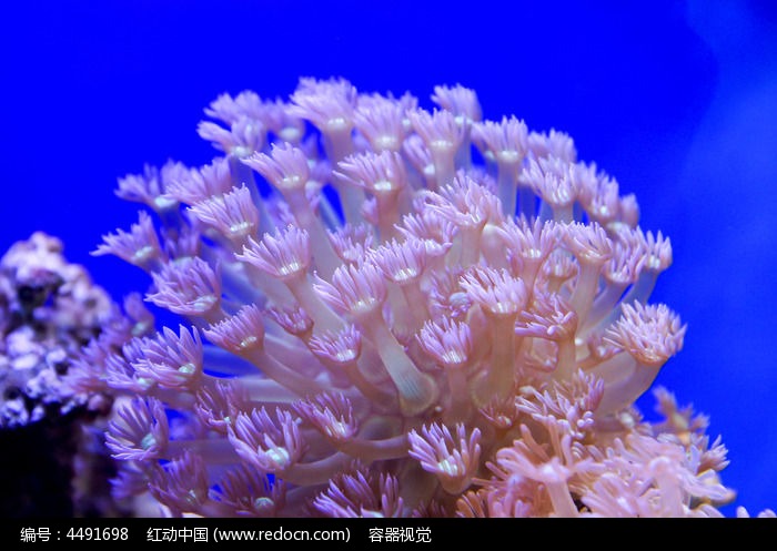 珊瑚虫版提示音_珊瑚虫版球球_珊瑚虫版的qq