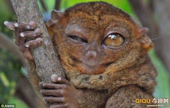 夜光猴：神秘发光生物的适应之谜