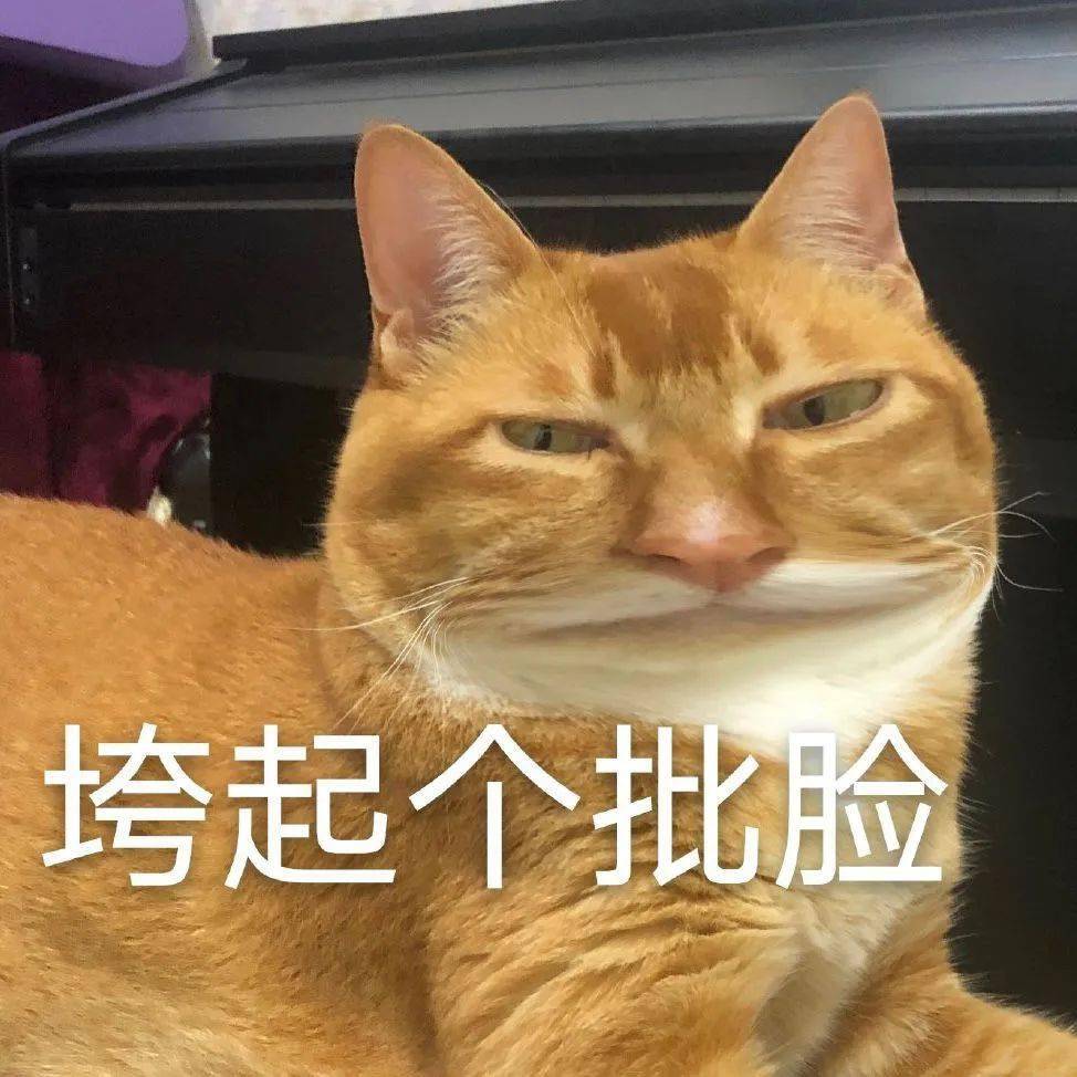 猥琐猫表情包原型_猥琐猫qq表情包_猥琐猫表情包单个图片