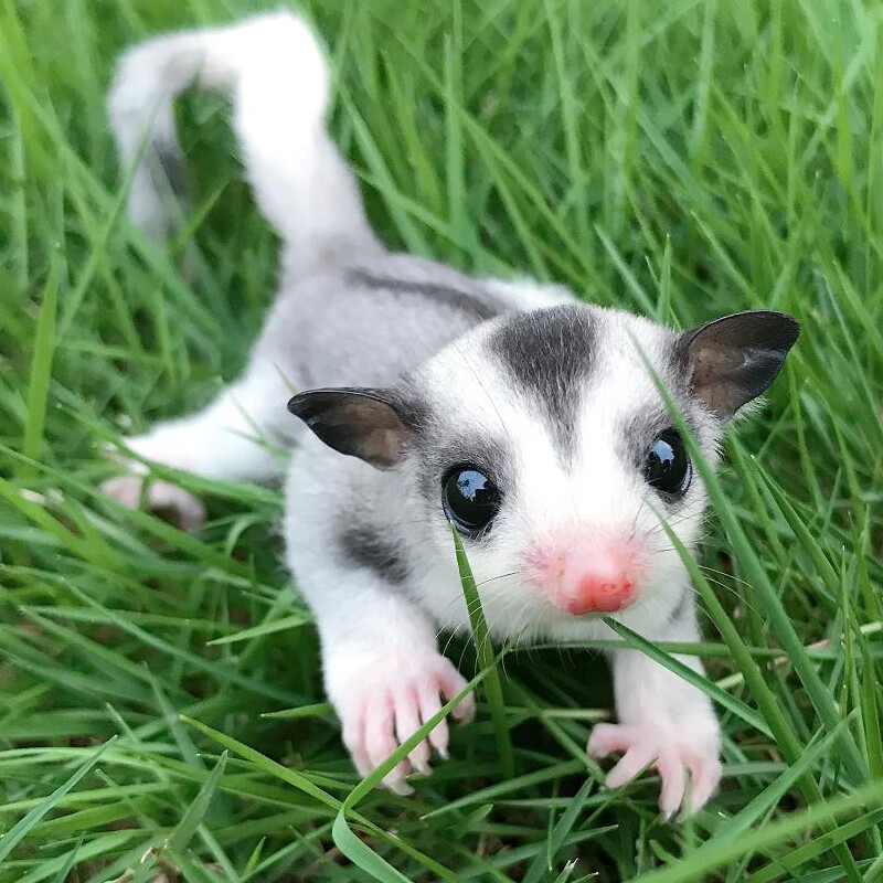 dnf三头犬_灵缇犬黄头白身子_犬头俱乐部电影