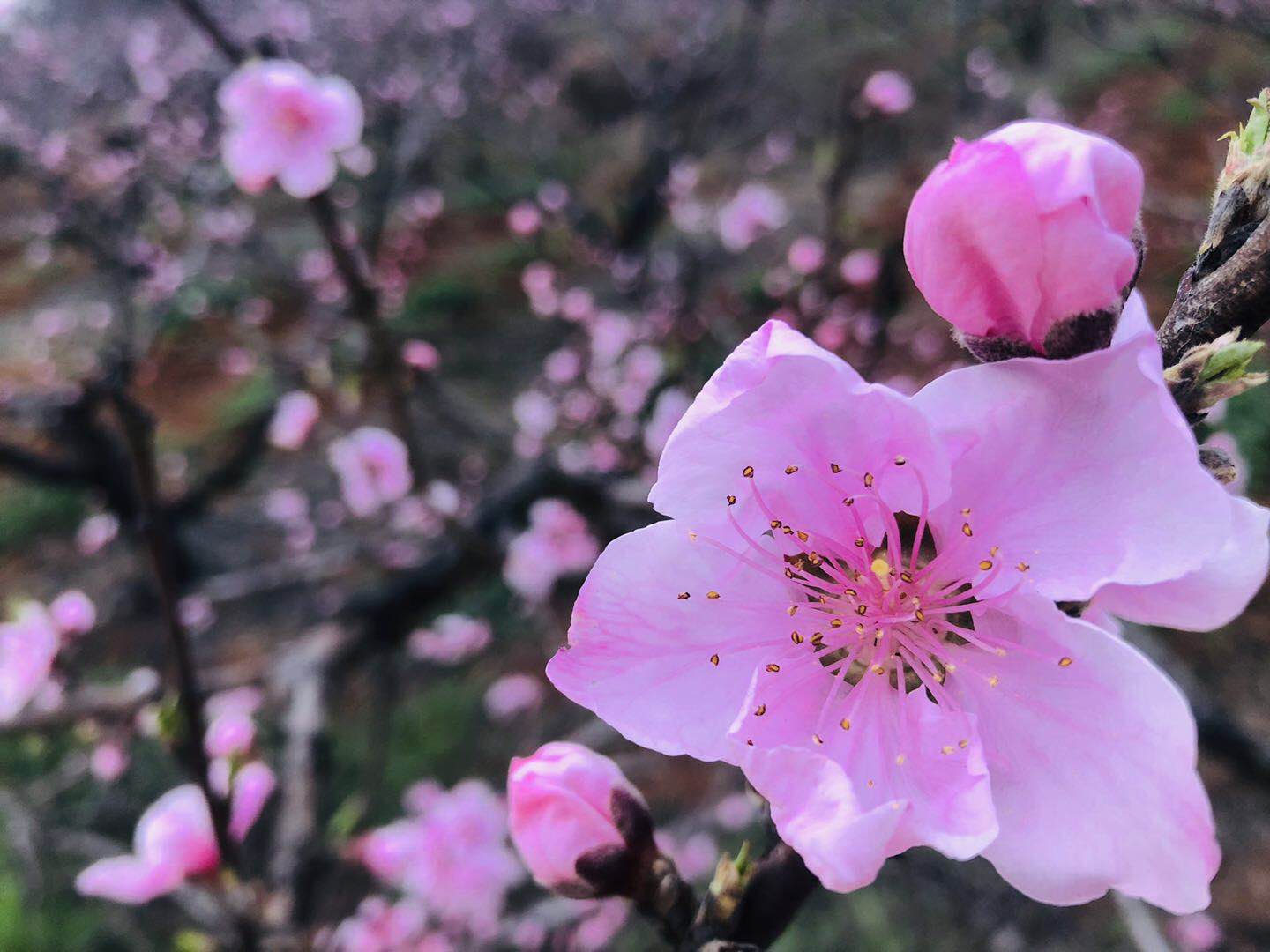 完美国际家园花草_完美国际家园繁荣度列表_完美国际后花园