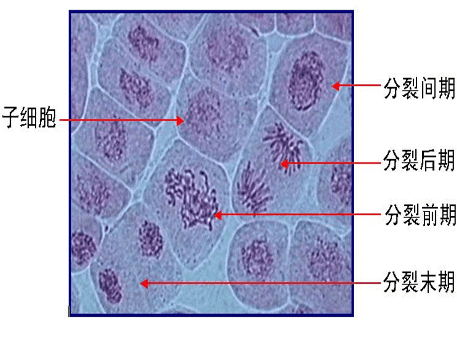 细胞免疫应答细胞_重生细胞_细胞分裂1