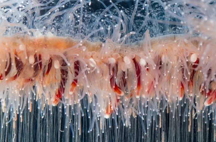 深海巨兽揭秘：石皮大鱼究竟长啥样？