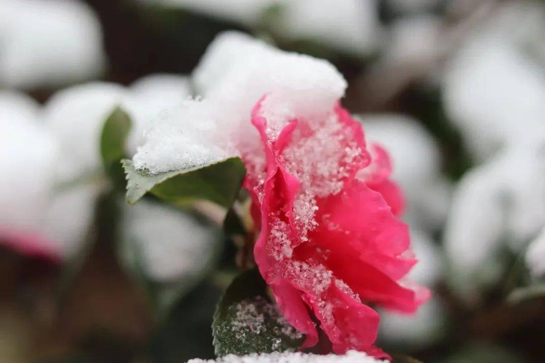 初雪樱花补丁：冬日与春季元素的完美融合与自然之美修补