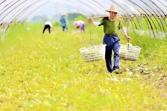 农夫老方_农夫老方的选票_老农夫食品有限公司