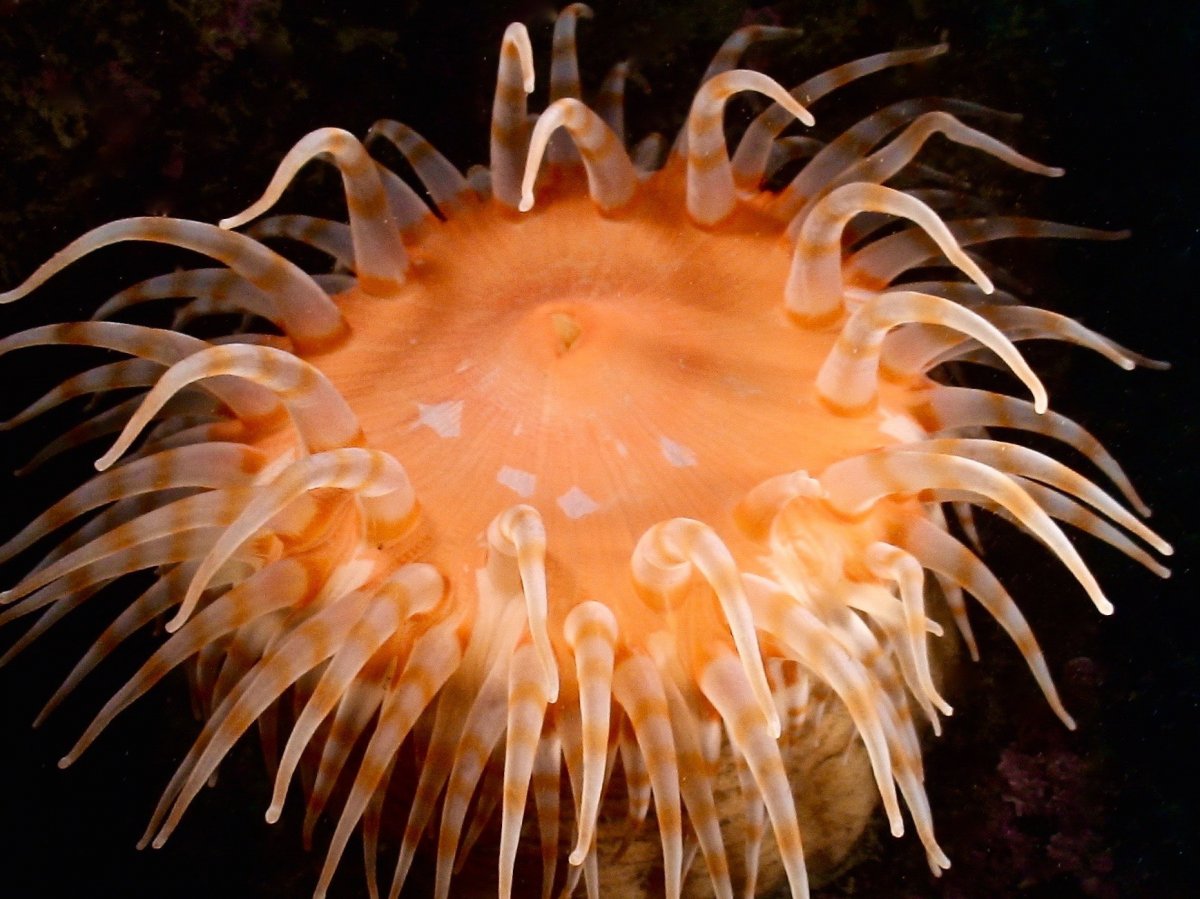 珊瑚虫属于什么动物_珊瑚虫是生物吗_珊瑚虫qq2012