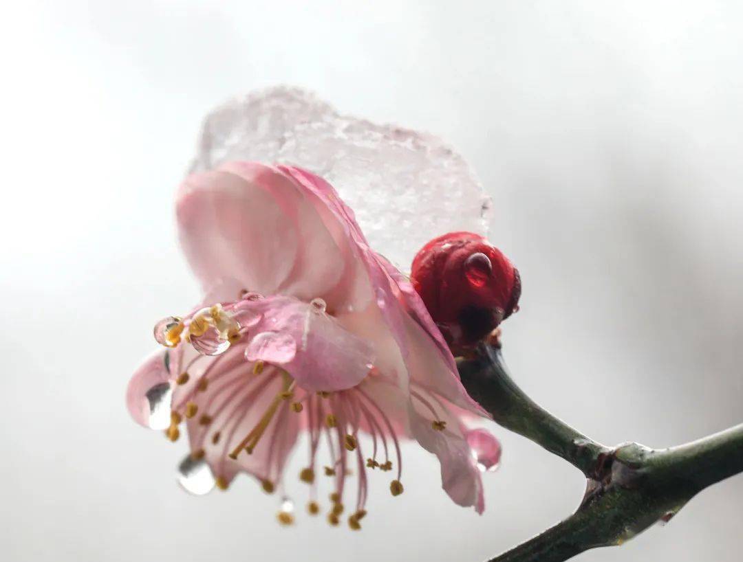 雪海飘香：冬日诗情画意的唯美景致与生命追求