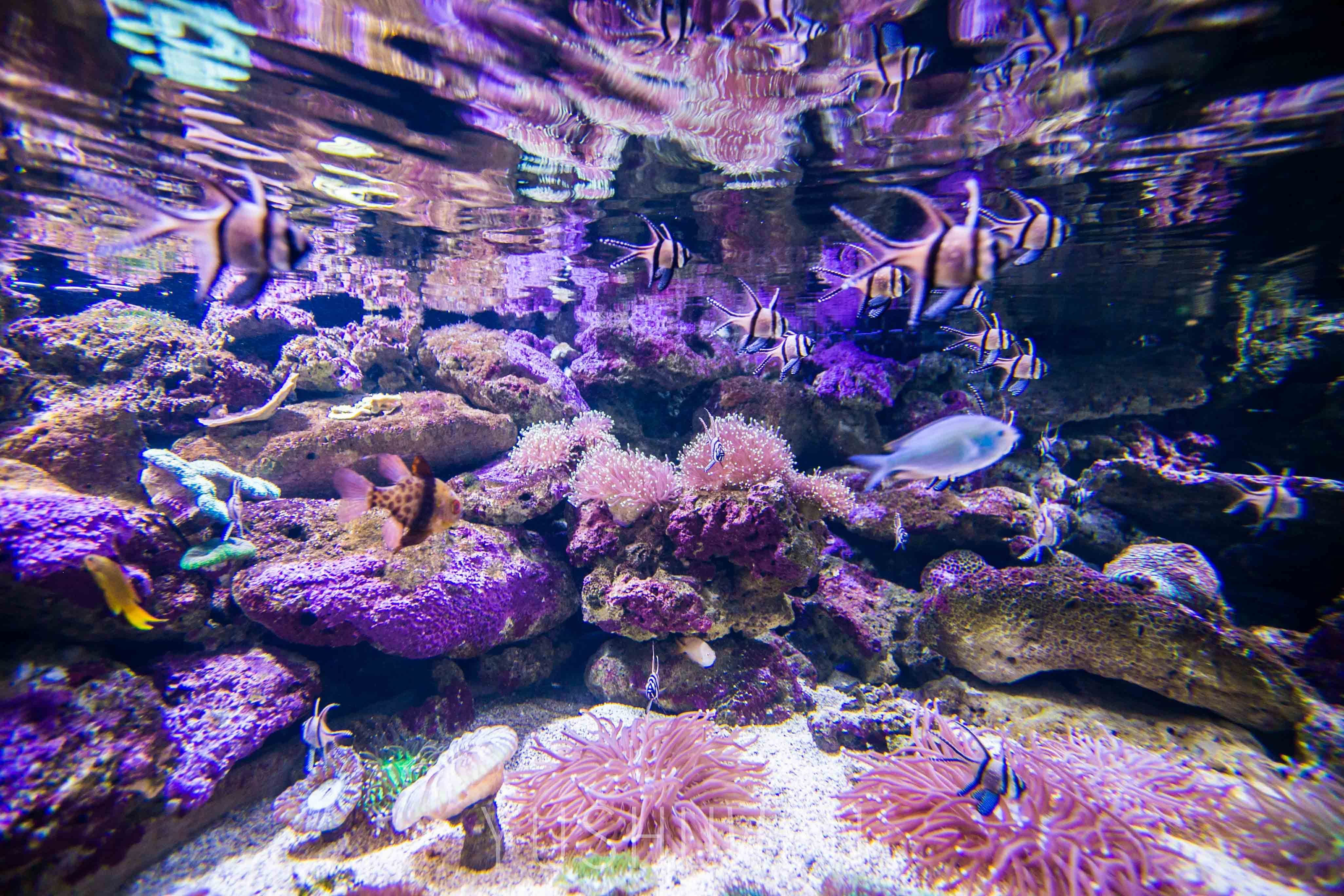 梦幻水族馆怎么玩_梦幻水族馆一共多少关_梦幻海底水族馆