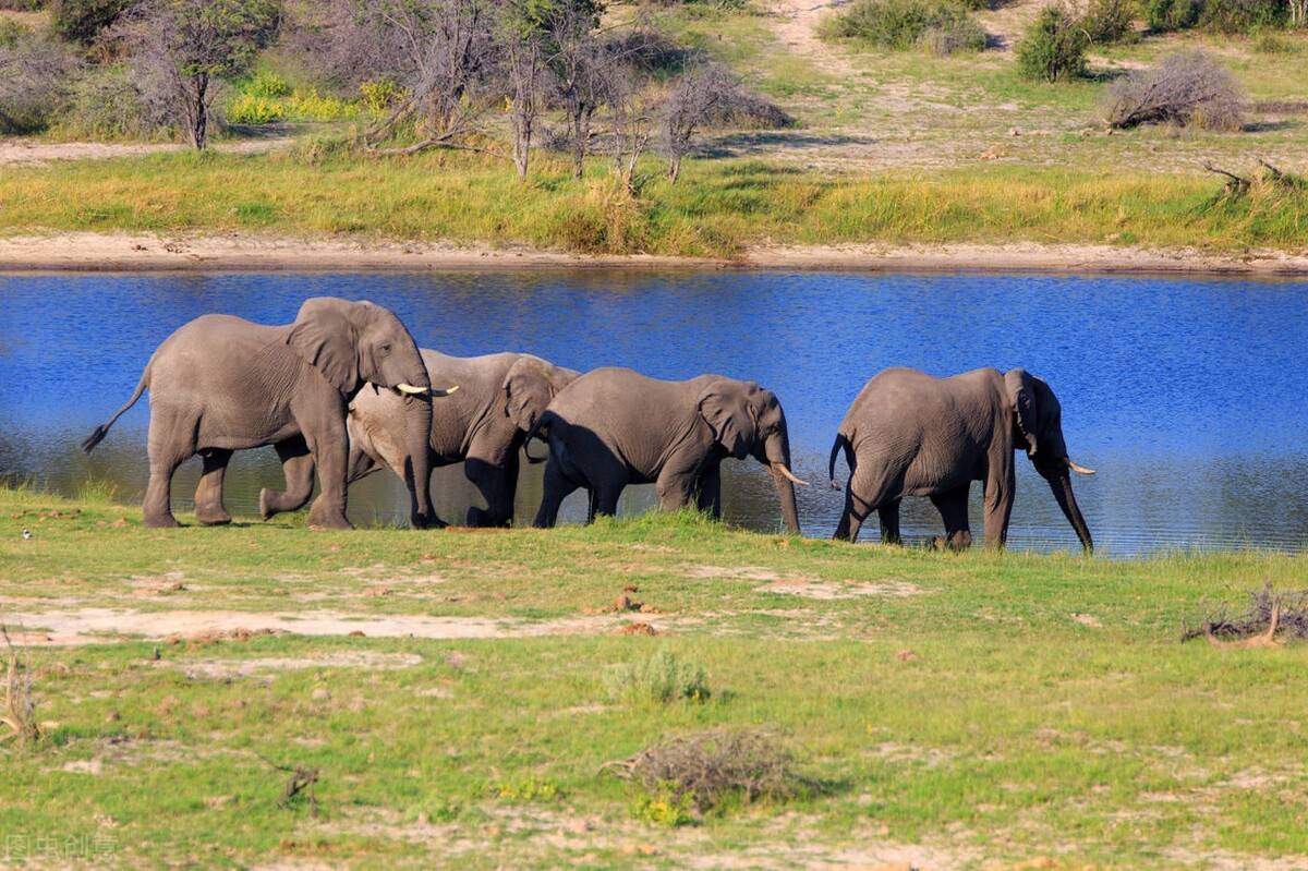 猛象族群：草原王者的团队力量