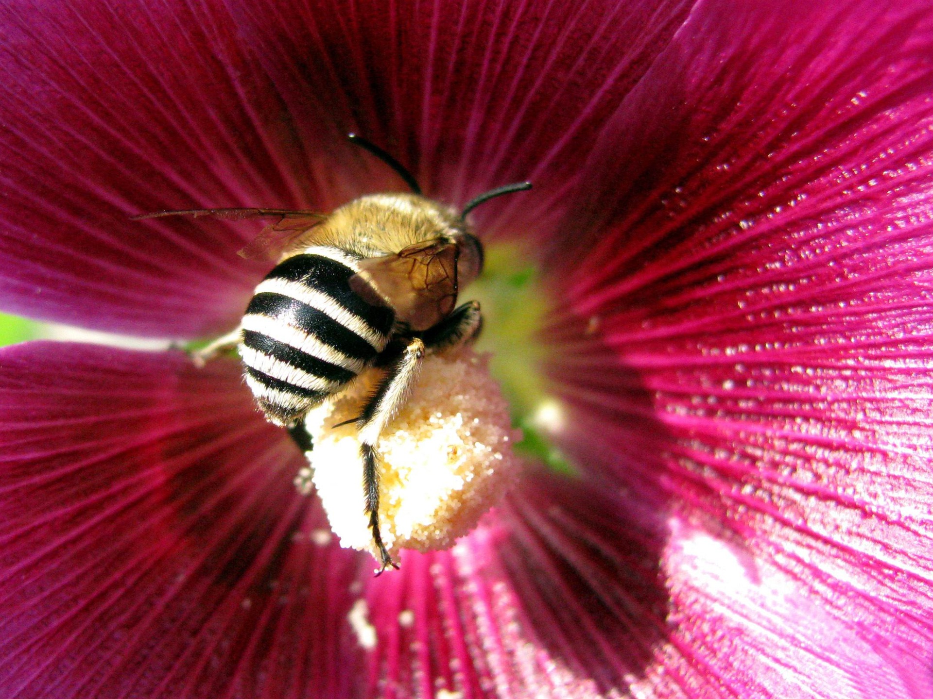 迅黄蜂 探索迅黄蜂：种类、生态习性、生活习性与保护策略的全面解析
