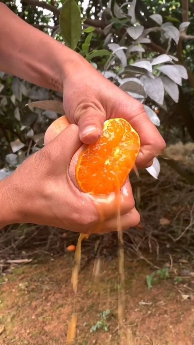捏橘子皮的视频_关谷捏橘子_捏橘子的小游戏