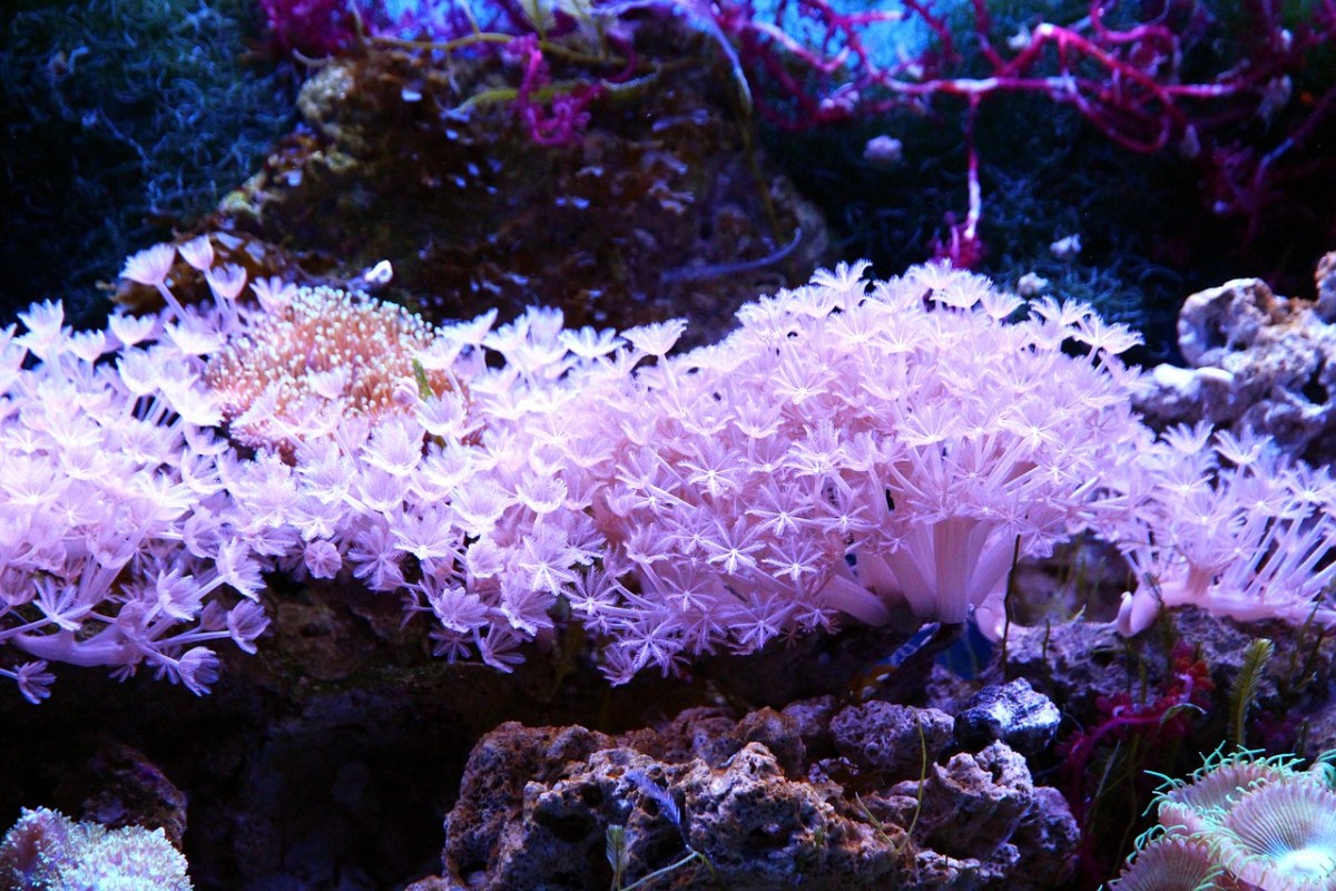 珊瑚虫版提示音_珊瑚虫版的qq_珊瑚虫版球球