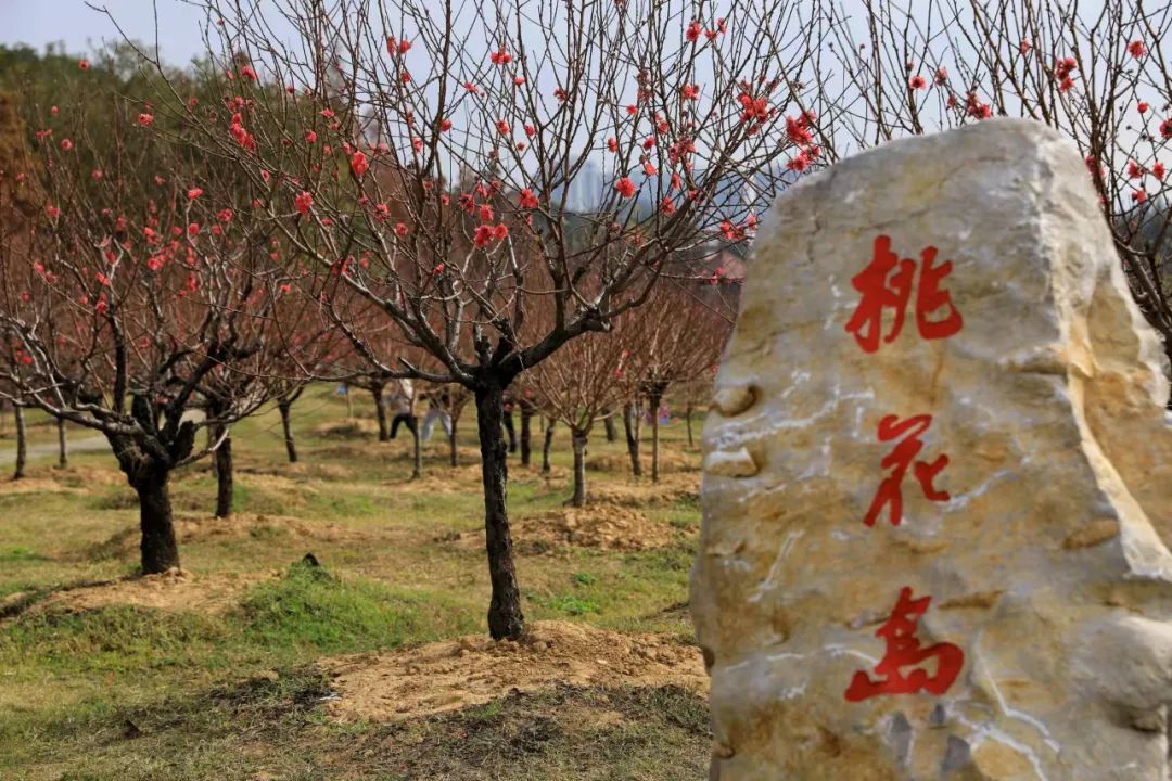 苍龙逐日桃花岛_桃花岛布局_桃花岛岛主武功