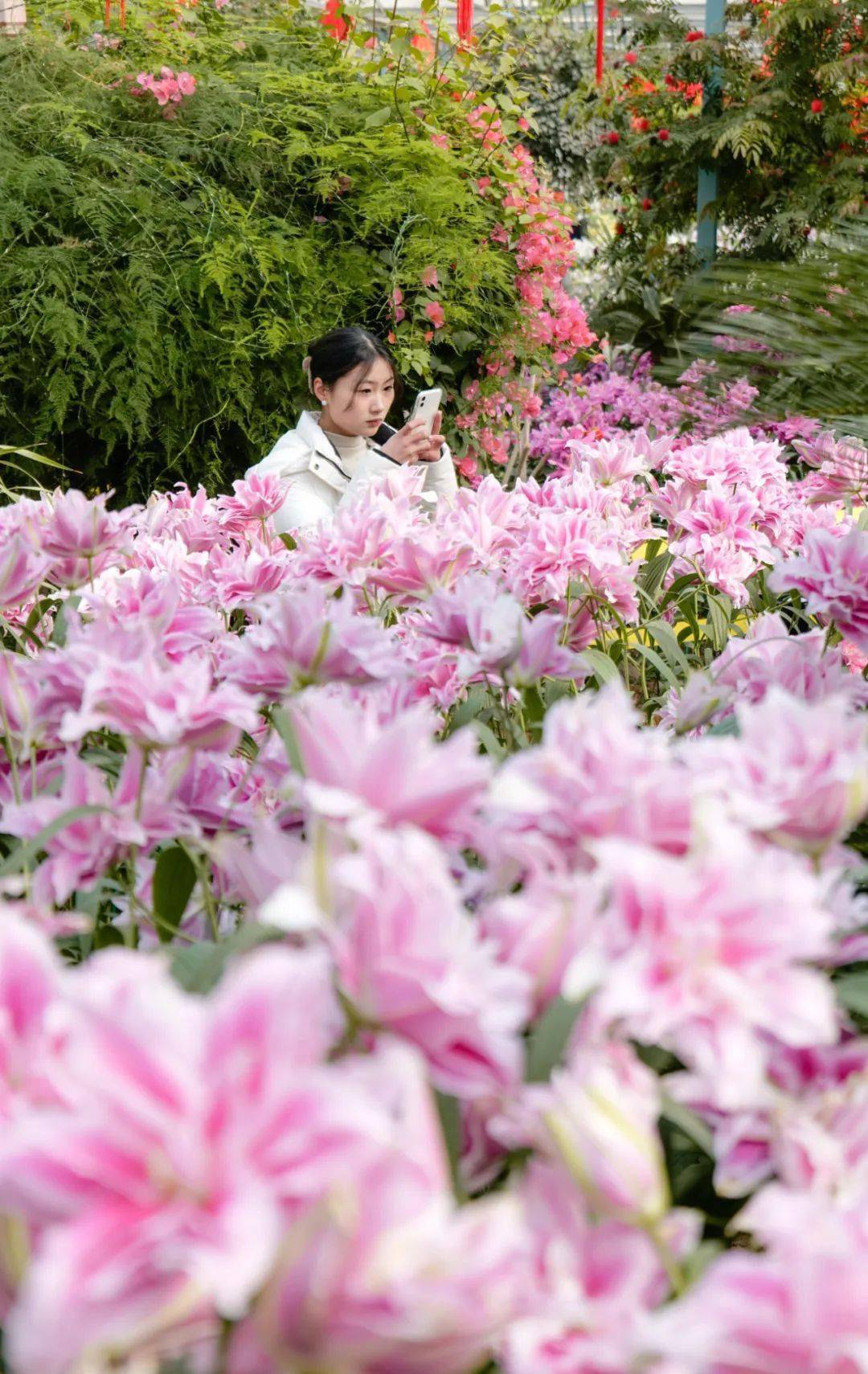 神仙道一枝花_神仙道花妖_神仙道花小颜