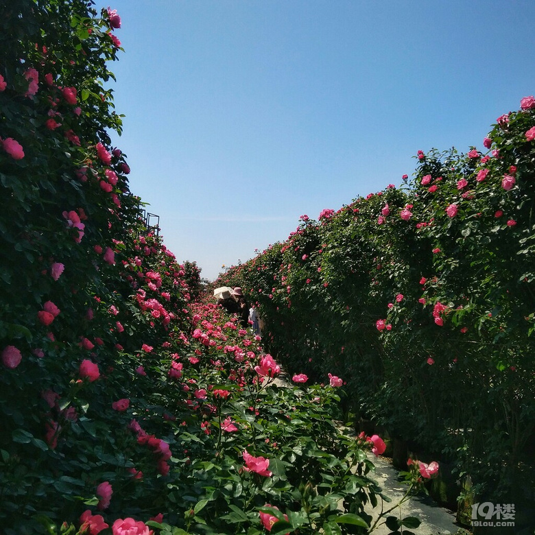 花园玫瑰是什么意思_玫瑰花园网址_花园玫瑰花图片大全