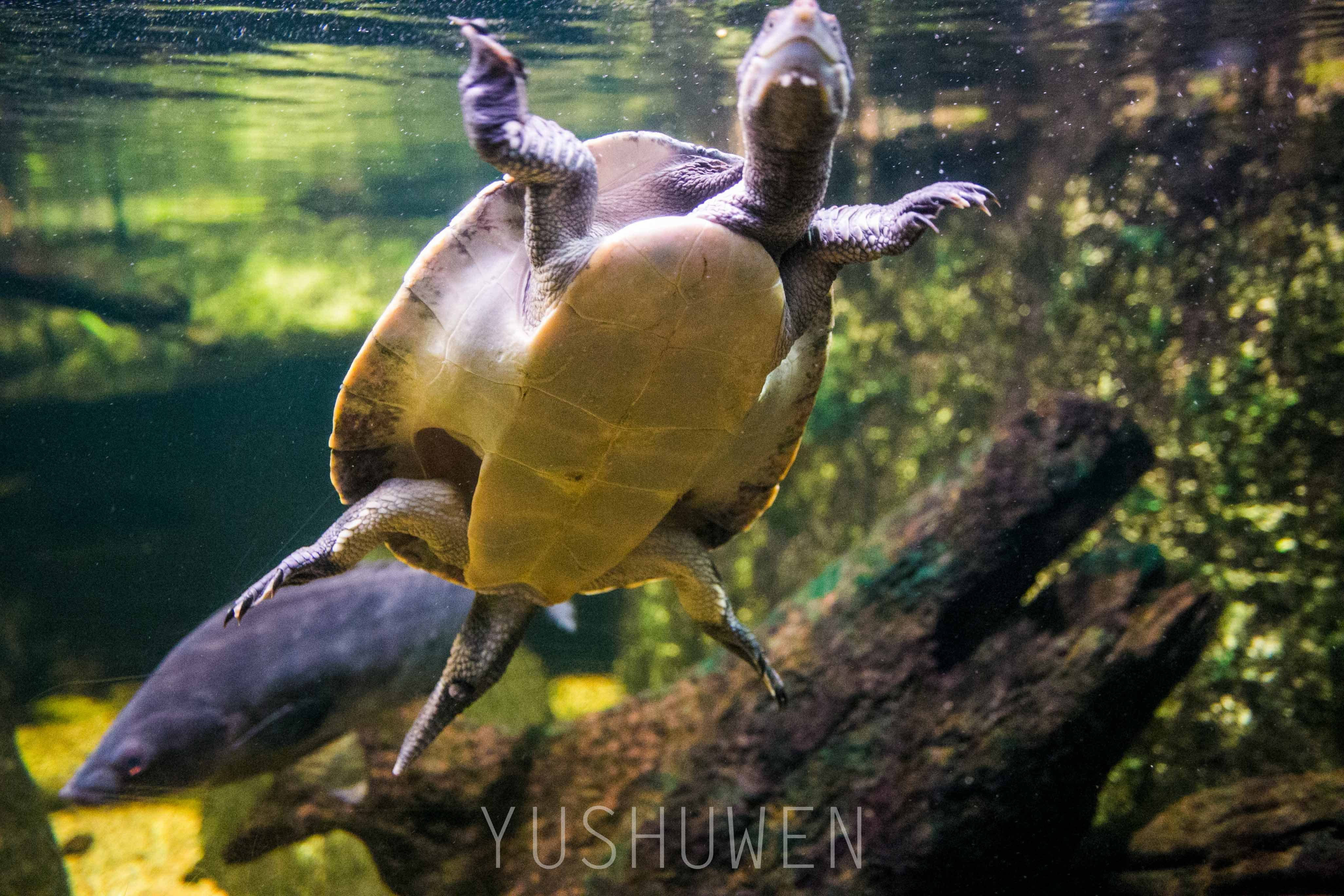 梦幻海底攻略_梦幻海底2020手机版下载_梦幻海底怎么玩