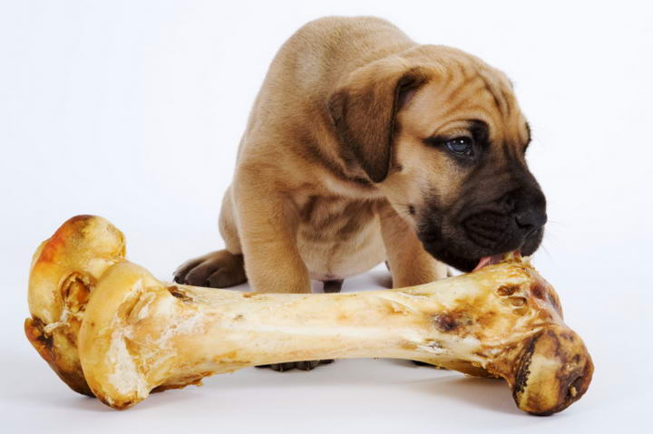 狗骨头现象_狗和骨头怎么过_骨头的狗