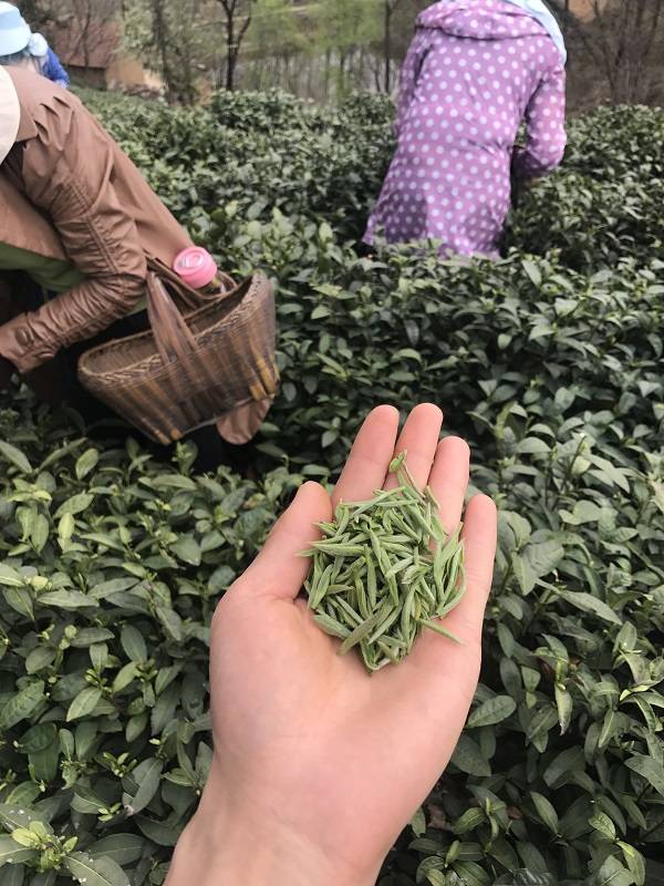 商都茶苑信阳黑七_信阳黑茶传销最新_信阳黑茶是什么