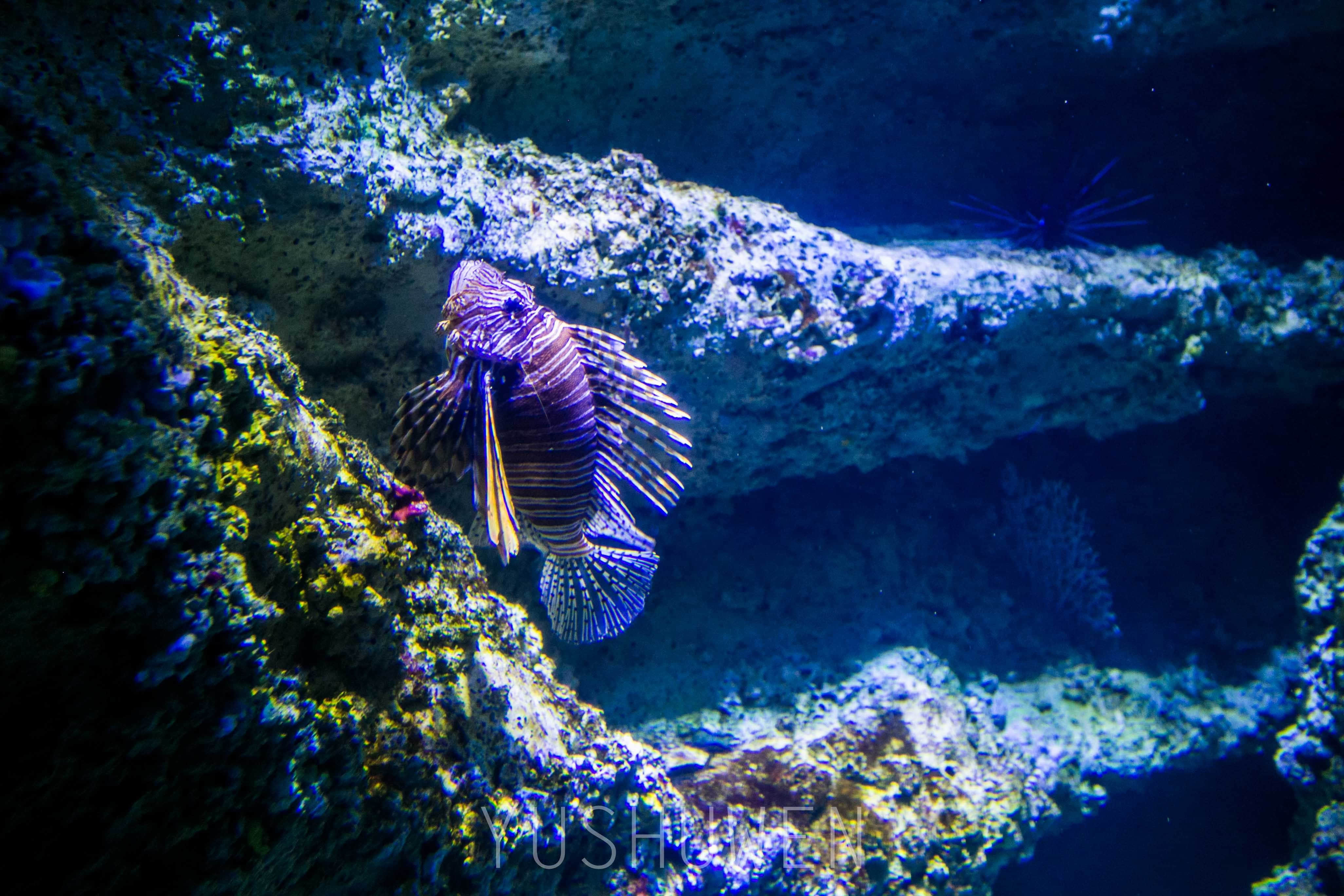 梦幻水族馆一共多少关_梦幻水族馆怎么玩_梦幻海底水族馆