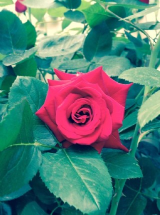 花园玫瑰花图片大全_花园玫瑰是什么意思_玫瑰花园网址