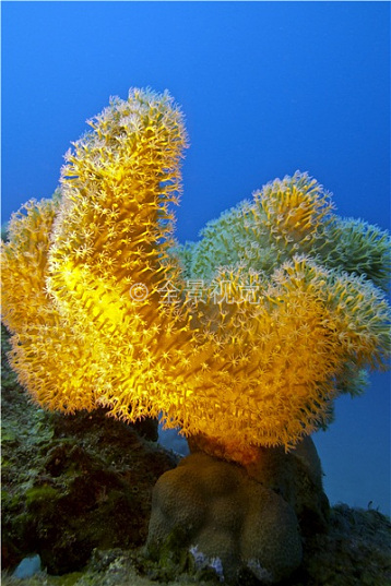 海底世界屏保下载：探秘神秘海底生物，感受珊瑚礁的壮丽景观