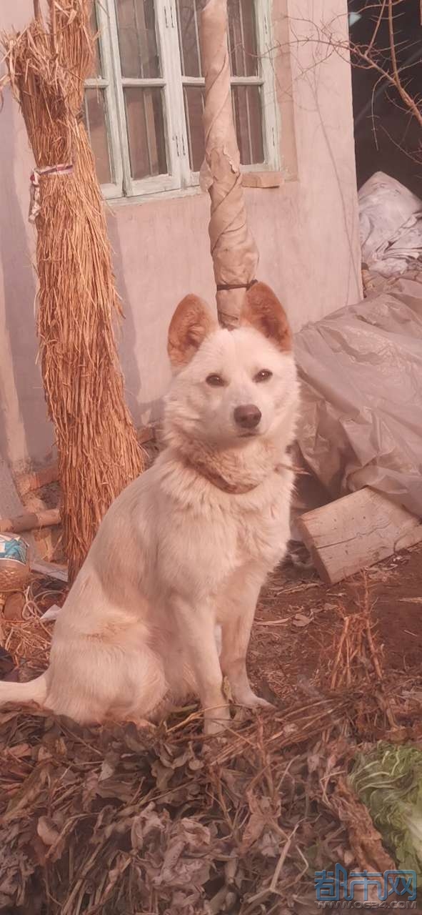 狗年迅雷下载_狗狗迅雷下载迅雷下载_迅雷狗狗下载