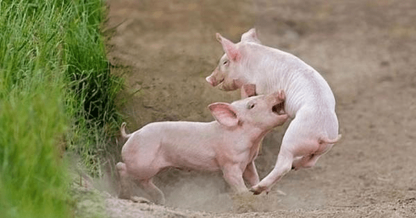 广东发现猪人是真的吗_广东大猪被抓_广东广州发现猪人