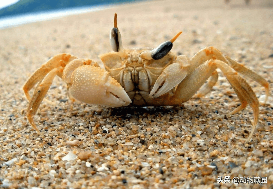 海獭睡觉时_双贝海獭_海獭睡觉