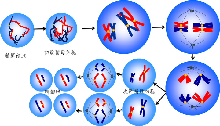 细胞分裂1_重生细胞_细胞免疫应答细胞