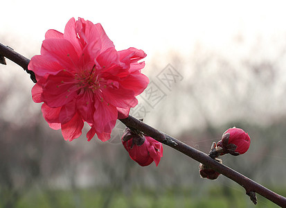 小花仙冰晶粉：神秘力量背后的秘密揭晓