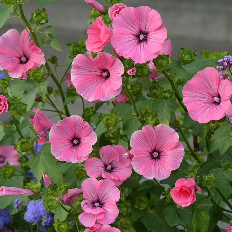 异界葵花宝典小说_风水大师闯异界txt_葵花在异界txt